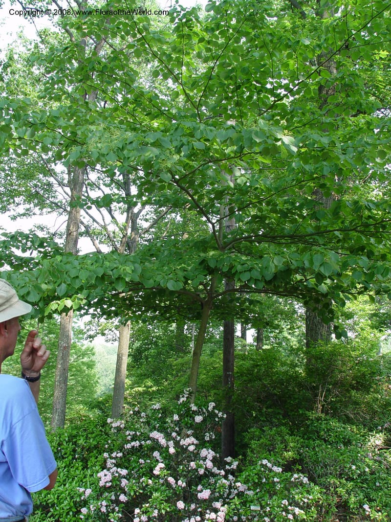 Cornus controversa--CT. Hamden. Broken Arrow Nursery. 27 Jun 03. 020.jpg