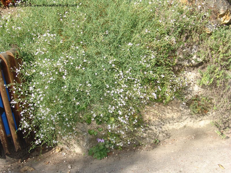 Gypsophila repens, S 41.2083--France. Paris. Jardin des Plantes. 4 Sep 07. 033.jpg
