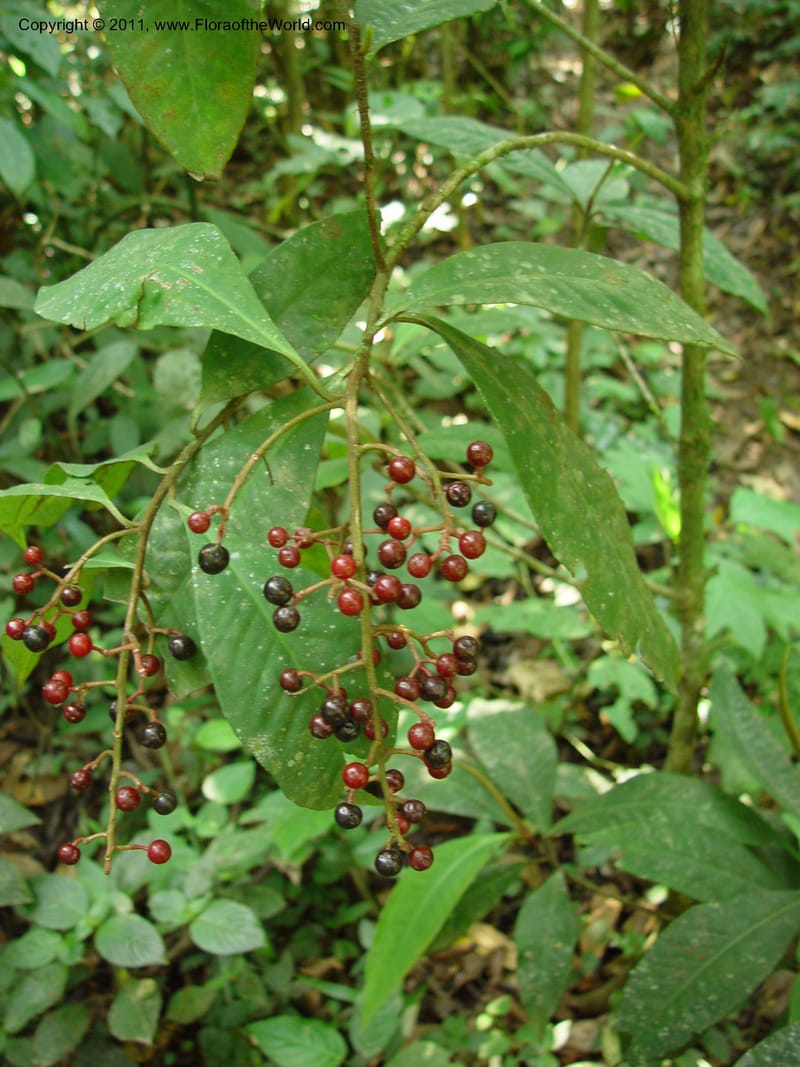Parathesis, H. Gomez Dominguez 259--MX. Chiapas. Mpo. Berriozbl. Rd. to Buena Vista. 15 Mch 03. 006.jpg
