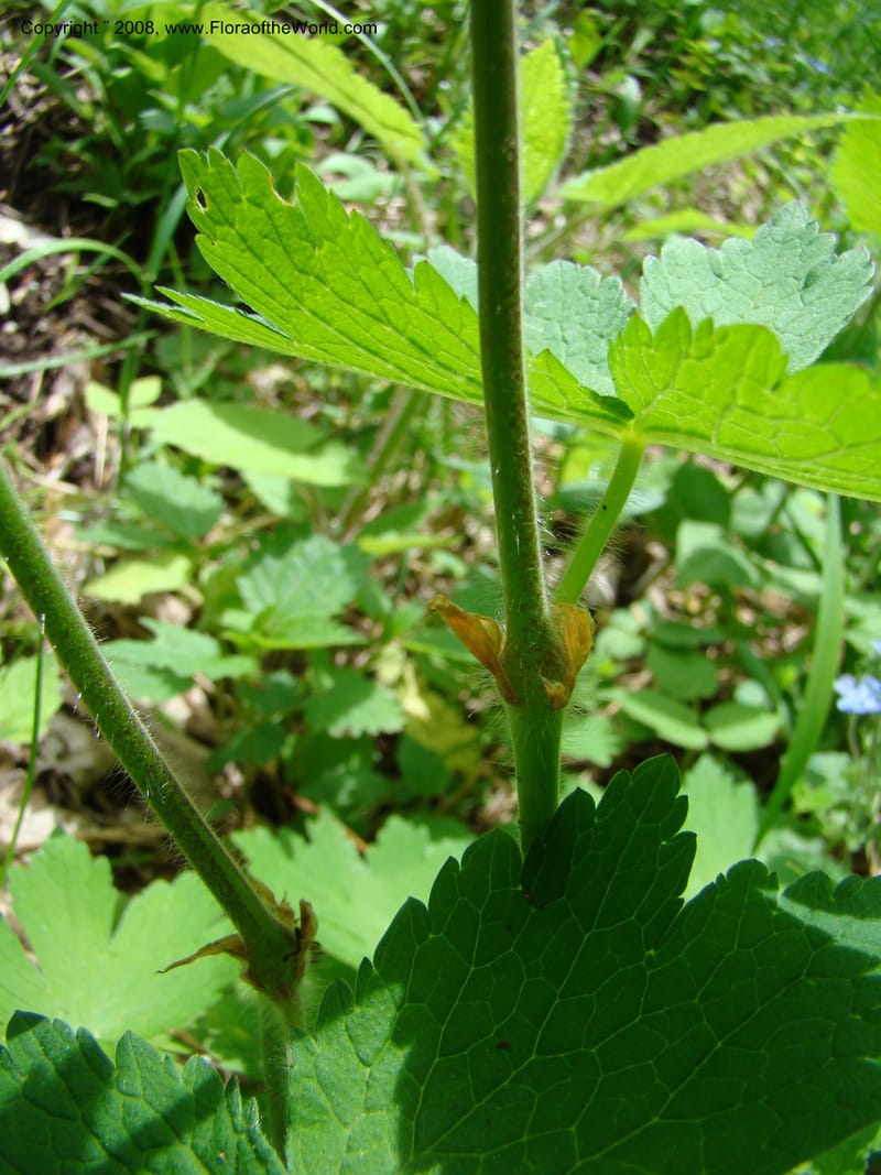 Slovenia. Kamniska Bistrica. 19 May 08. 009.jpg