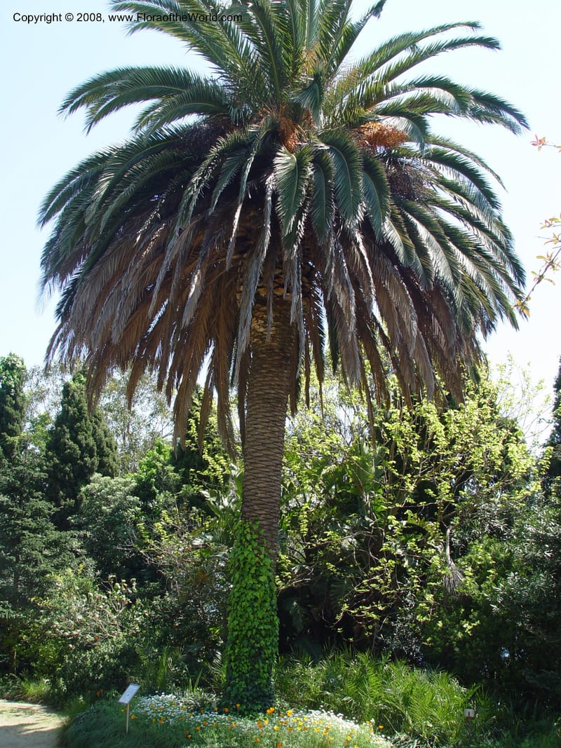 Phoenix canariensis--Spain. Blanes. Marimurtra Bot. Gard. 24 Apr 04. 114.jpg
