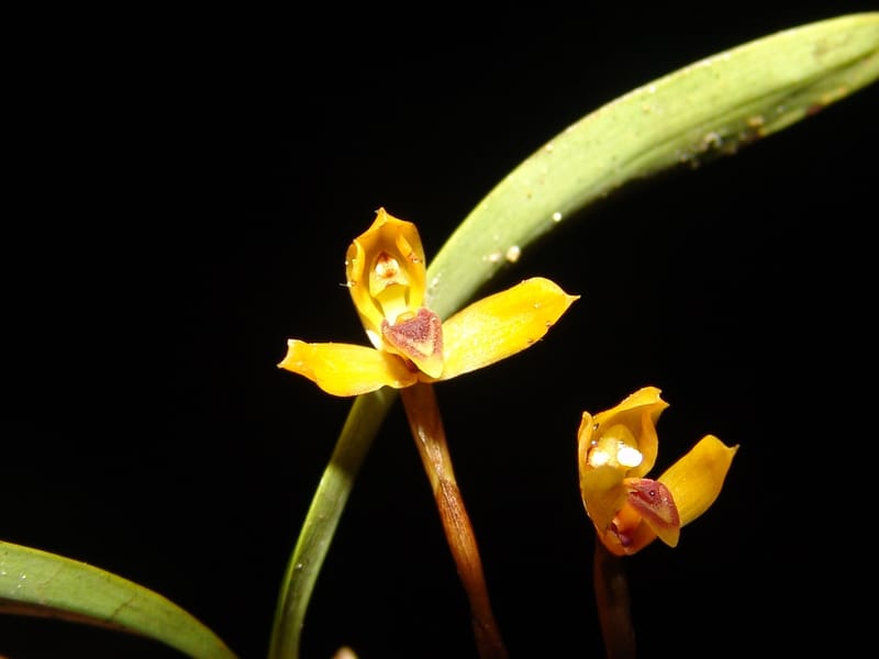DNeill15753--Ecuador. Prov. Zamora Ch. Silica Mine, Las Orquideas. 15 Sep 07. 654.jpg