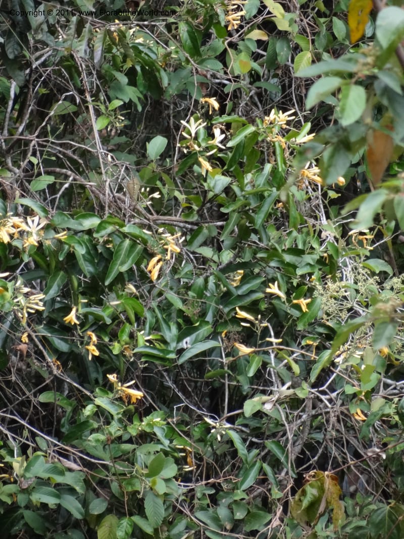 Xanthophyllum fragrans, B. Gray 9072--Australia. Queensland. Rex Range. Top Lookout, Malloy to Mossman Road. 23 Sep 2011. (63).JPG