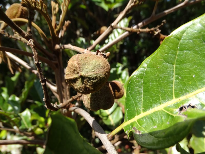 Cupaniopsis, Munzinger, J 7412--New Caledonia. Mont Dzumac. 12 Nov 2015. DSC01563 (391).JPG