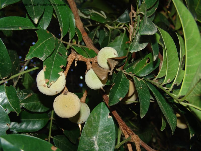 Trichilia dregeana--So.Africa. KZN. Scottburgh, S of Durban. 12 Mch 05. 009.jpg