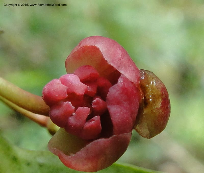 Illicium, Regalado 1787--Viet Nam. Ban Khoang Commune. 4 May 2011. 278 (7).jpg