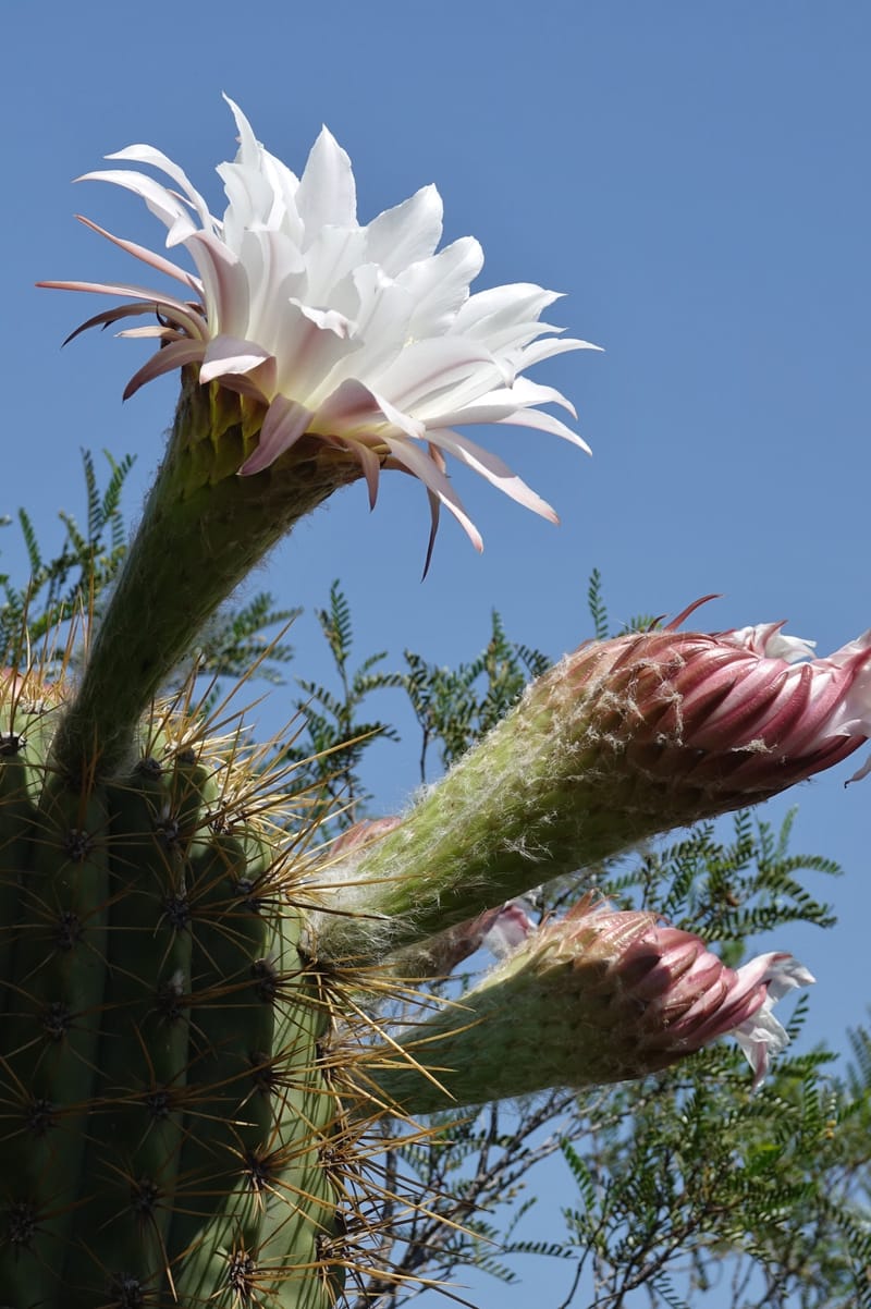 Trichocereus terscheckii--Argentina. Hwy 150, P.N. Ischigualasto. 7 Feb 2018. DSC09079 (28).JPG