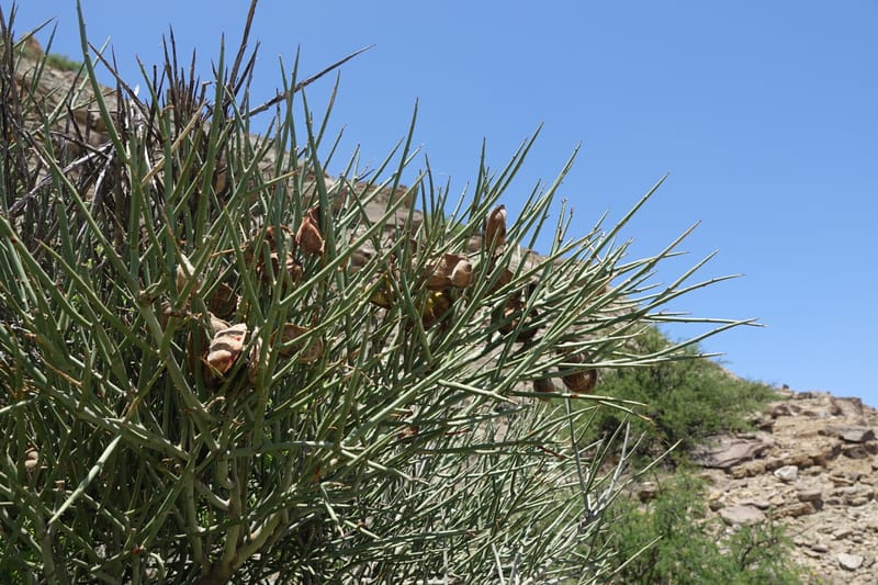 Ramorinoa girolae, Fortunato 13142--Argentina. Hwy 150, P.N. Ischigualasto. 7 Feb 2018. DSC09079 (183).JPG