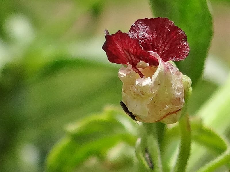 Scrophularia--Kurdistan. Hawraman. Stop 5. 22 May 2013. DSC04493 (48).JPG