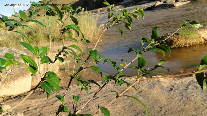 Rinorea angustifolia, N. Manjato 151--Madagascar. Mania River. 1 May 2010 159 (15).jpg