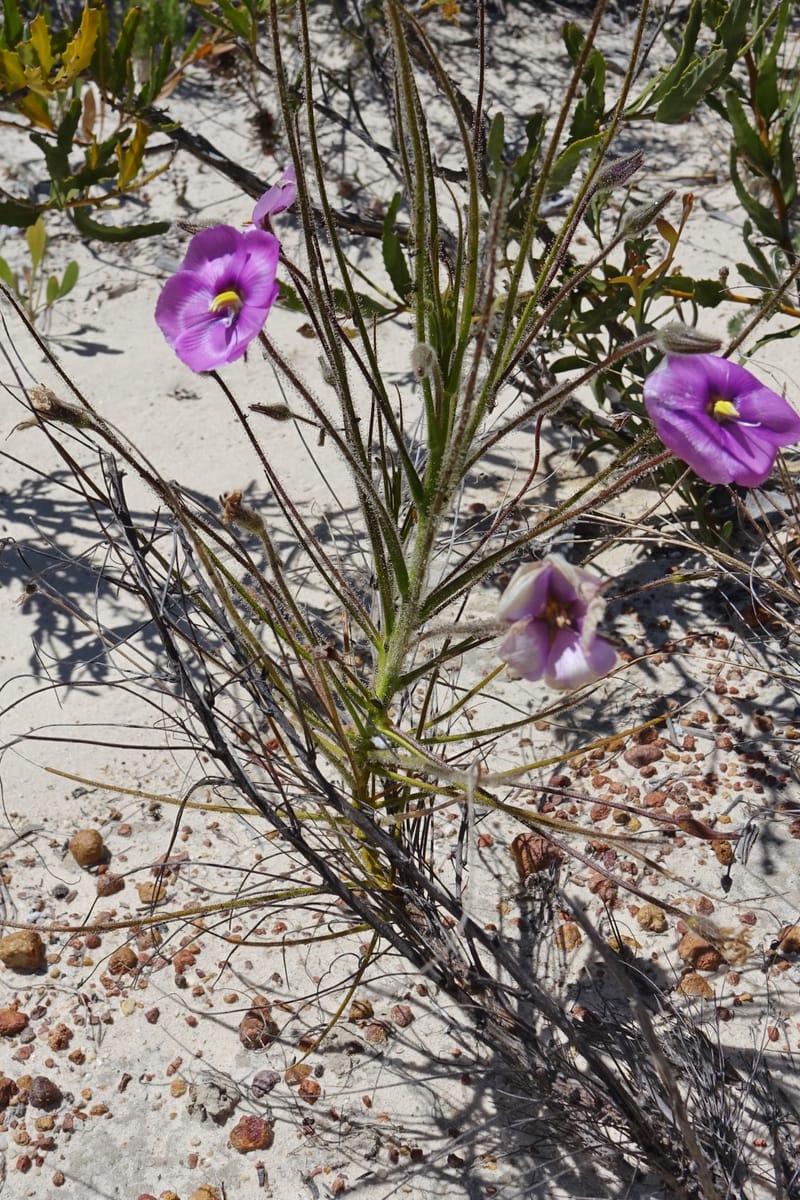 Byblis lamellata, Davidson, C 13426--Australia. W.A. Green Head-Coorow Rd. Stop 2. 24 Oct 2016. DSC04873 (31).JPG