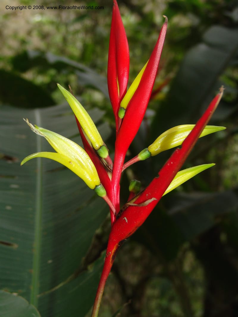 Heliconia affinis--Peru. Edo. Cuzco. Jard. Bot. at Machu Picchu. 27 Oct 05. 002.jpg
