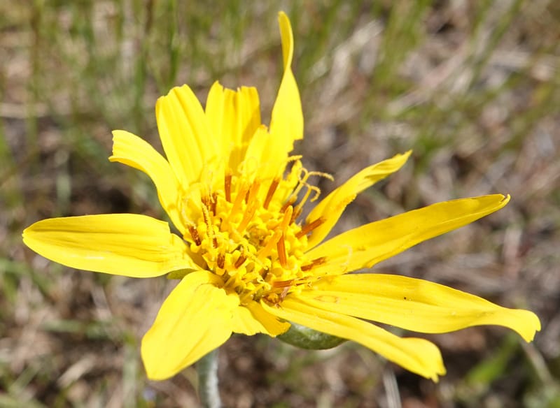 Balsamorhiza incana, C. Davidson 13776--Oregon. Wallowa Co. Trail Cr. Rd. Stop 1. 5 Jun 2018. DSC04910 (15).JPG