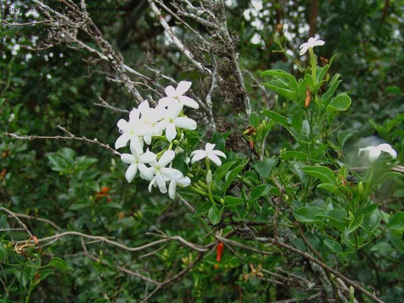 Jasminum angulare--So.Africa. E. Cape. Kap Riv. Nat. Res. 7 Mch 05. 068.jpg