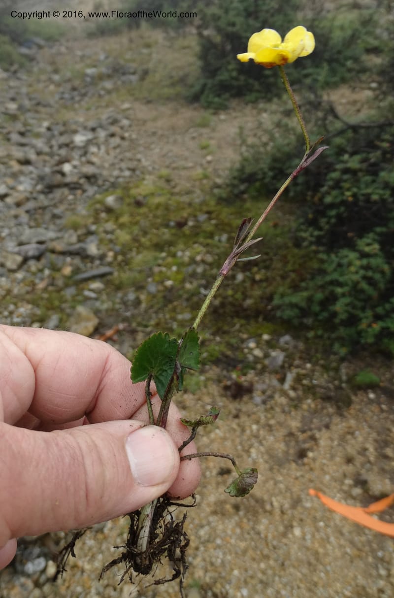 Ranunculus, Ulloa, C 2536--Ecuador. P. N. Cajas. Tres Cruces. 28 Apr 2015. DSC03499 (185).JPG