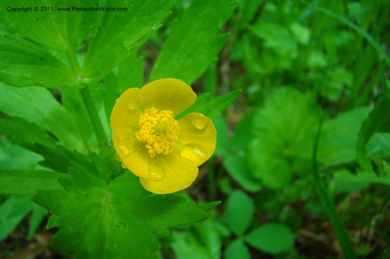 Ranunculus, C. Davidson 11402--Idaho. Adams Co. Smokey Boulder Rd. 6 June 2009. 009.jpg