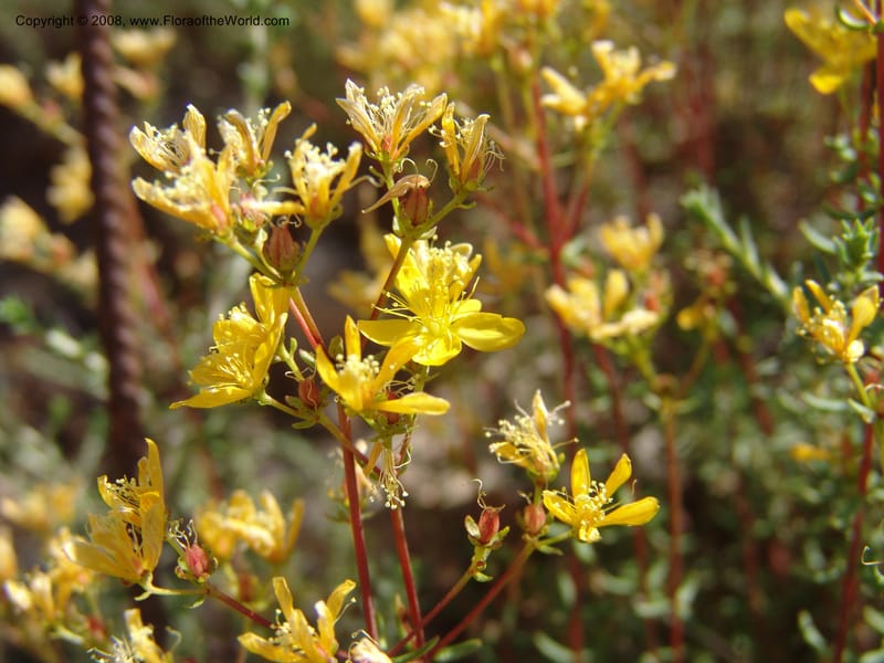 Hypericum empetrifolium ssp empetrifolium--Crete. Ep. Apokoronos. Roadside, ca. Douliana. 23 May 05. 016.jpg