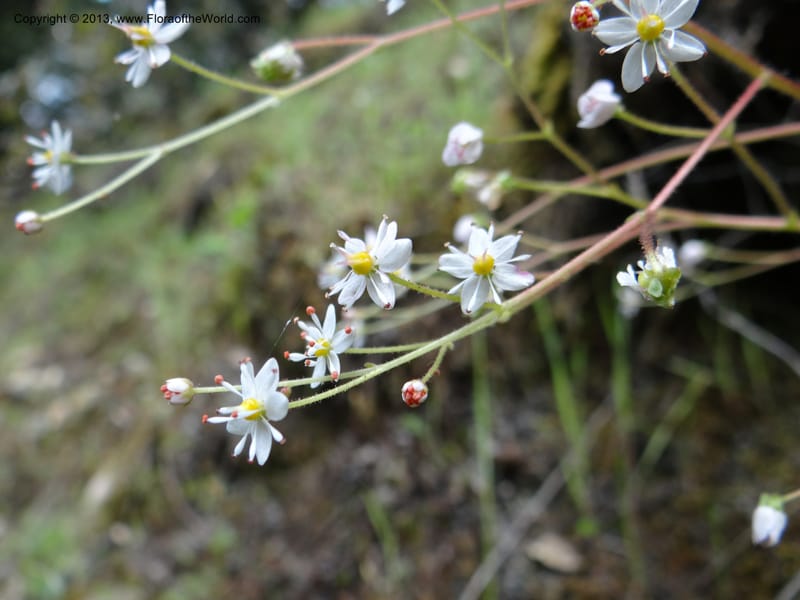 Saxifraga mertensiana, Davidson, C 12120--Calif. Trinity Co. Hwy 299. 15 Apr 2013. DSC03030 (11).JPG