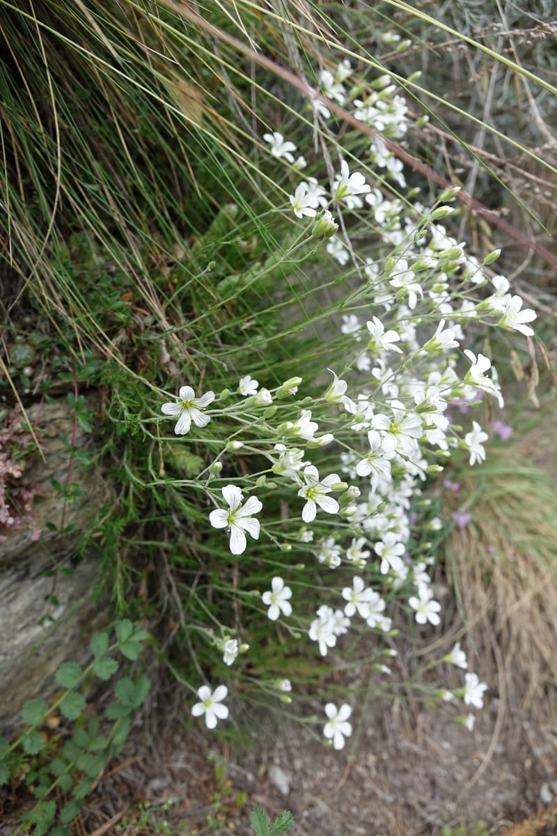 Minuartia laricifolia, Callmander, M 1295-- Switzerland. Hwy 9 to Simplon. Ganterbrucke. 2 Jul 2016. DSC08156 (196).JPG