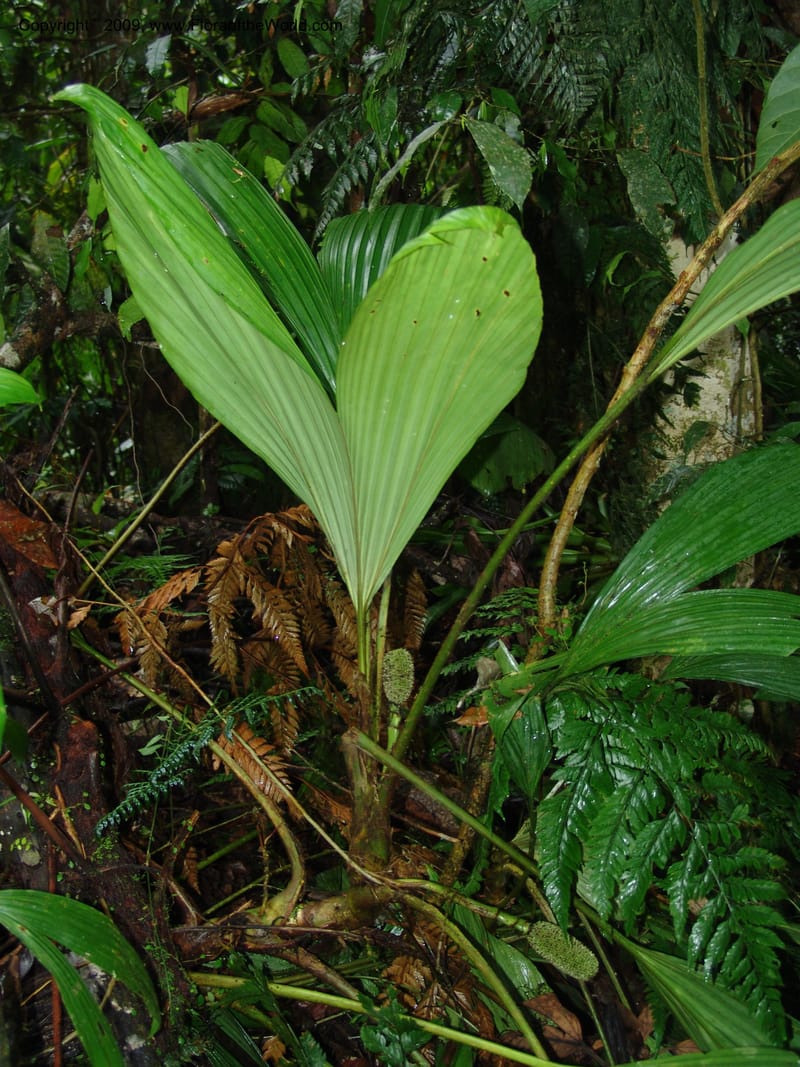 Asplundia, Croat94444--Ecuador. Prov. Pichincha. Res. Guaycuyacu.  10 Feb 05. 095.jpg