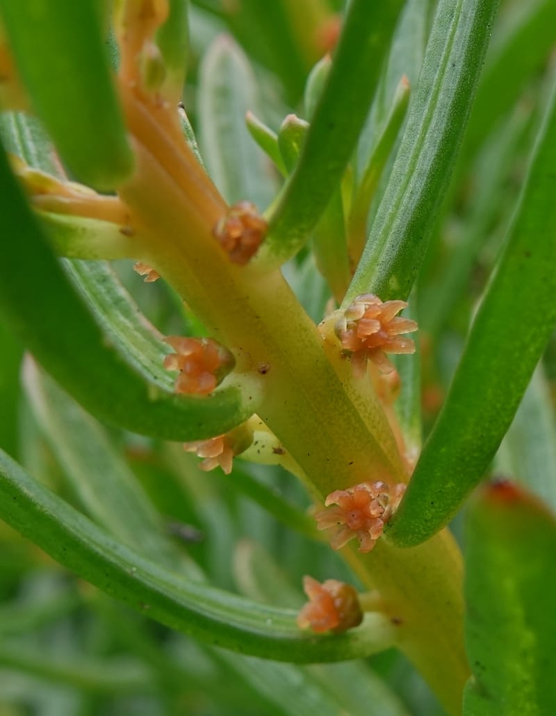 Gyrostemon sheathii, Davidson, C 13516--Australia. W.A. Torndirrup N.P. Frenchman Bay Rd. 30 Oct 2016. DSC06898 (50).JPG