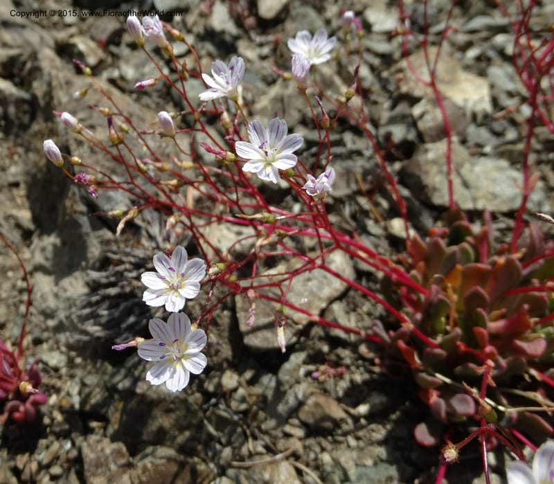 Lewisia columbiana var. wallowensis, Davidson, C 12591--ID. Idaho Co. Seven Devils Camp Ground. 15 Jul 2014. DSC00113 (134).JPG