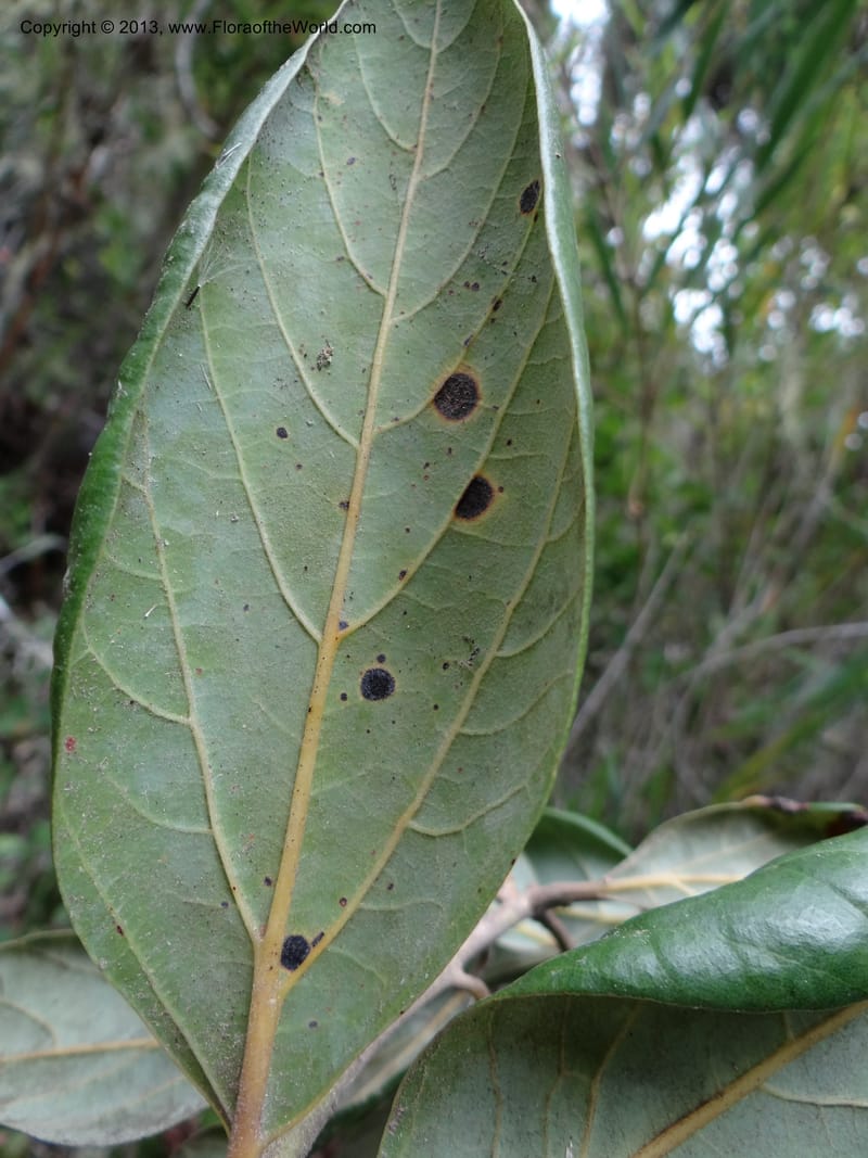 Persea lingue, WDS 34075--Chile. Reserva Nac. Los Queules. 15 Feb 2013. DSC01158 (97).JPG