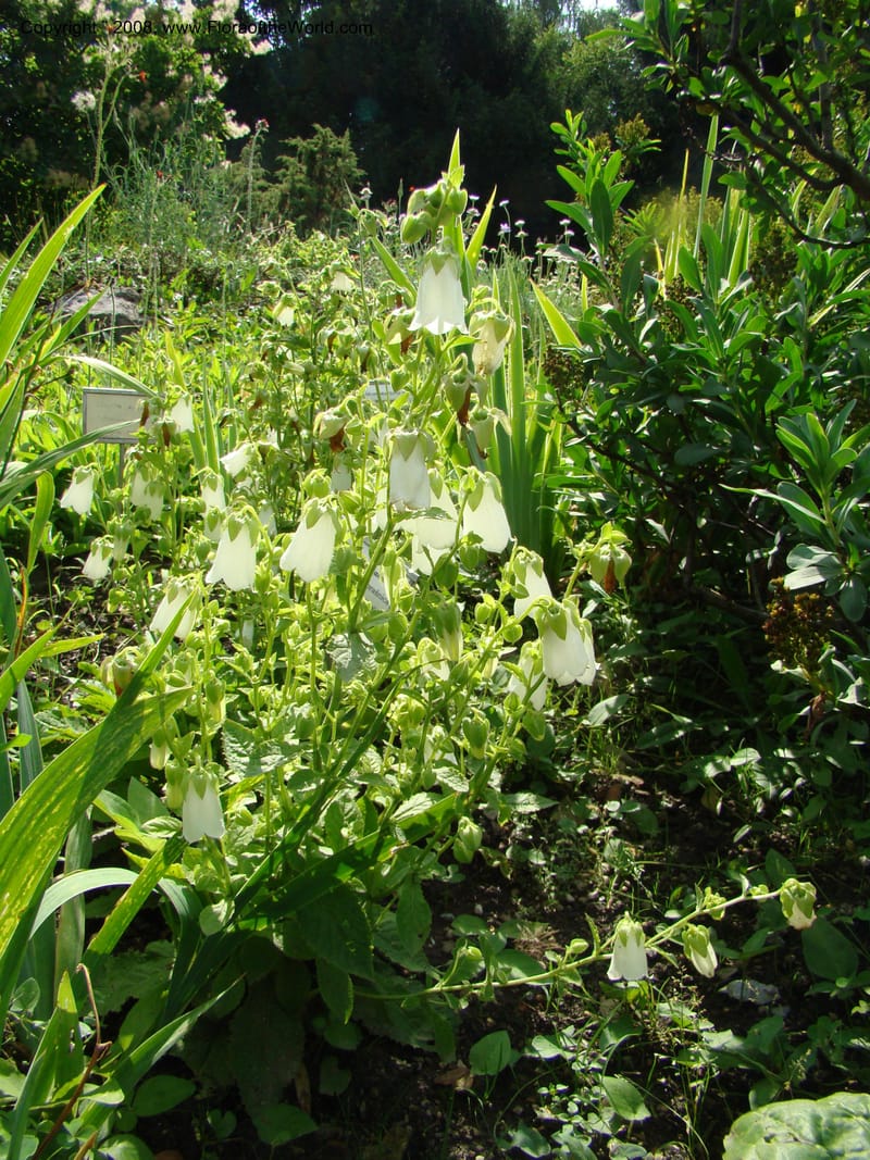 Symphyandra hofmannii--Slovenia. Ljubljana. University Botanical Garden. 7 Jul 08. 086.jpg
