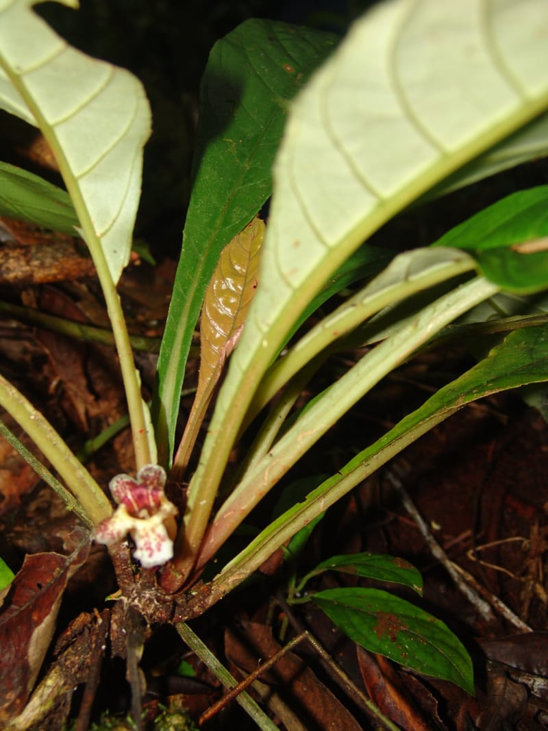 Paradrymonia, Neill 15763--Ecuador. Prov. Zamora Ch. C. del Condor. Las Orquideas. 16 Sep 07. 030 (11).jpg