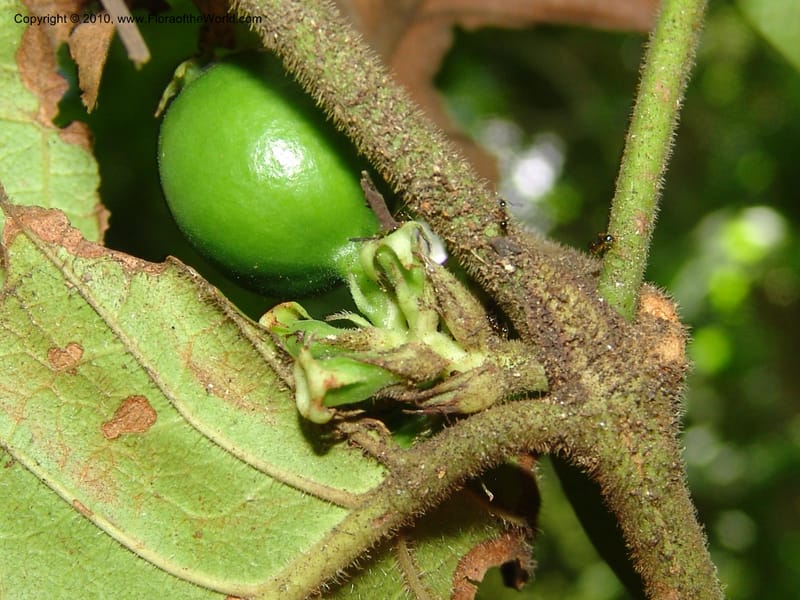 Oxyanthus haerdii, R. Gereau 6802--Tanz. Ulanga Distr.  Mbangayao Sch. 12 Feb 06. 220 (10).jpg