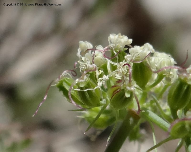 Cymopterus glaucus, Davidson, C 12196--ID. Boise Co. Scott Mtn. Lookout Road. 18 Jun 2013. DSC06609 (139).JPG