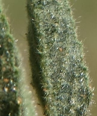 Hermannia tomentosa, L. Nanyeni 1231--Namibia. Hwy D1228, stop 1. DSC03368 (24).JPG