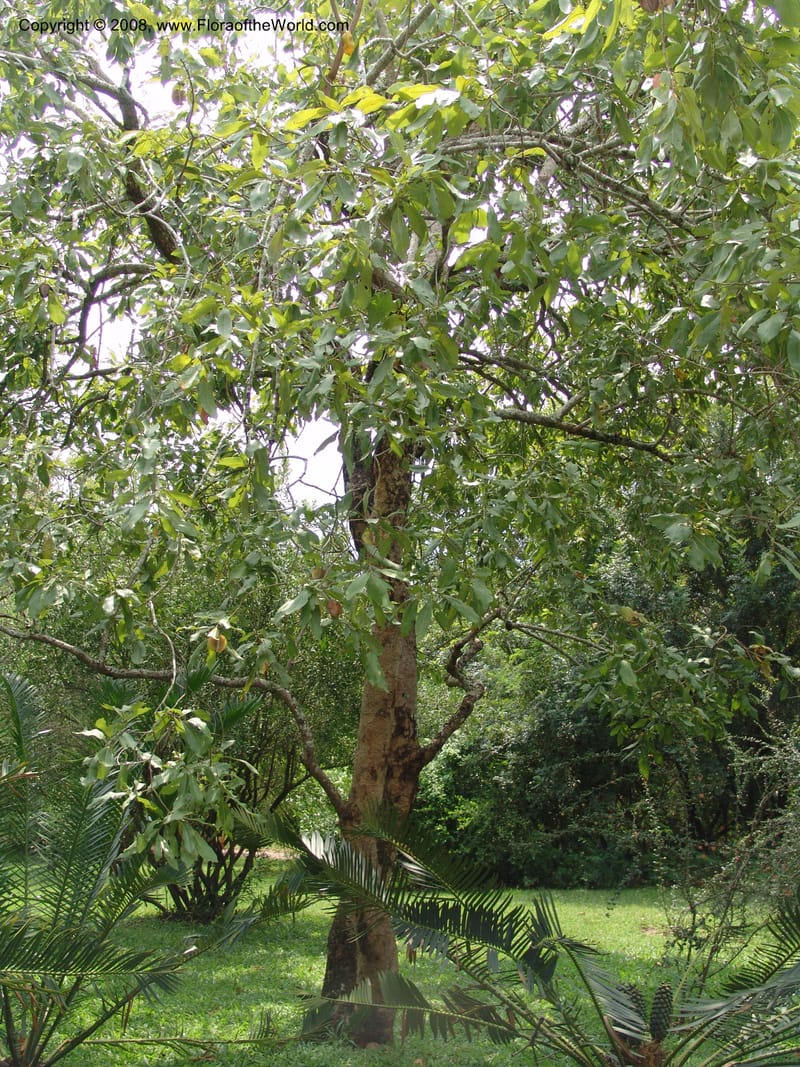Combretum collinum--So. Africa. Lowveld Nat. Bot. Gard. 14 Mch 05. 495.jpg