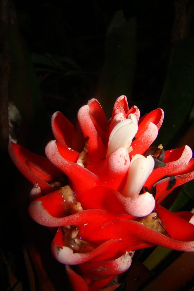 Aechmea nidularioides, Vasquez 35034--Peru. Loreto. Dto. Iquitos. Res. Allpahuayo-Mishana. 19 Nov 08. 662 (4).jpg