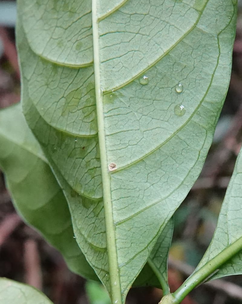Tabernanthe iboga, C. Davidson 13949--Gabon. Mondah. Arb Raponda Walker. 4 Nov 2018. DSC01949 (87).JPG