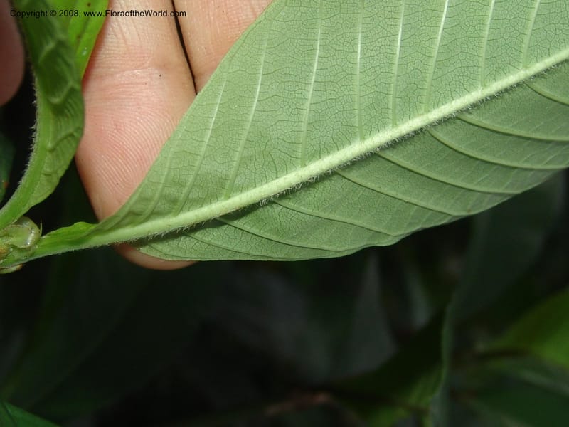 Psychotria vogeliana, MLeal1133--Gabon. Prov. Ogooue-Iv. Res. Lope. Sommet Main. 19 Apr 06. 183.jpg