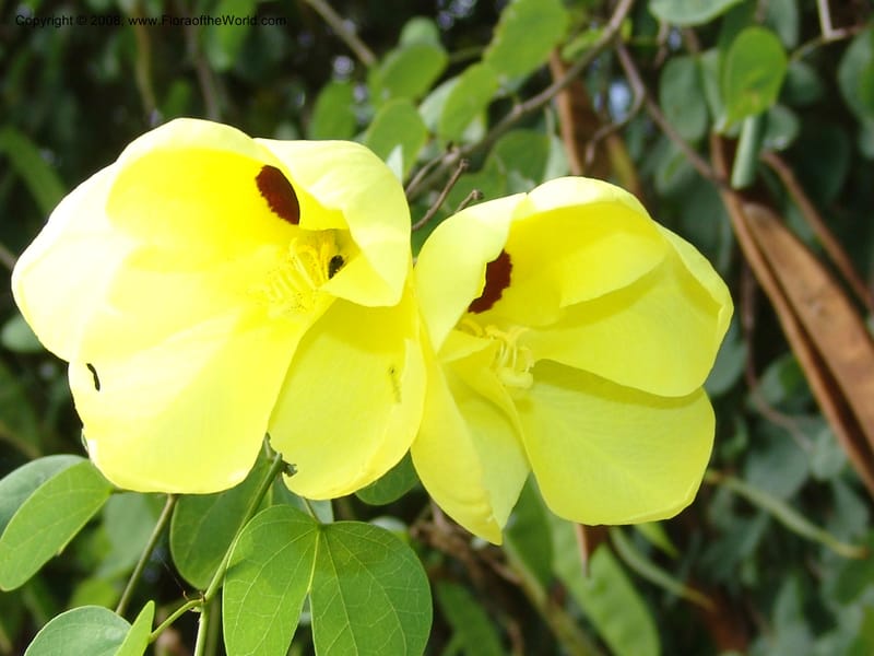 Bauhinia tomentosa--So. Africa. Lowveld Nat. Bot. Gard. 14 Mch 05. 247.jpg
