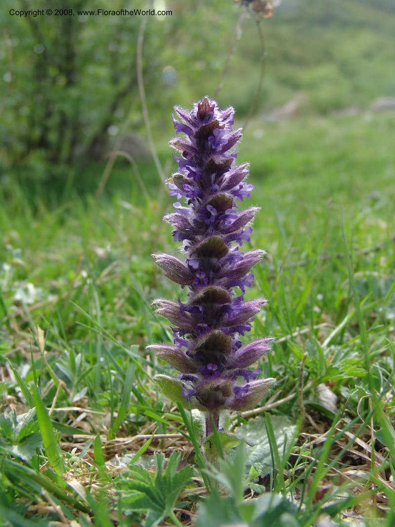 Ajuga orientalis--Georgia. Kazbeki . Trail-road to Sameba Church. 2 Jun 05. 557.jpg