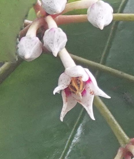 Ardisia virens, D. Boufford 44152--China. Yunnan. Bam Po village. 5 May 2018. DSC02406 (224).JPG