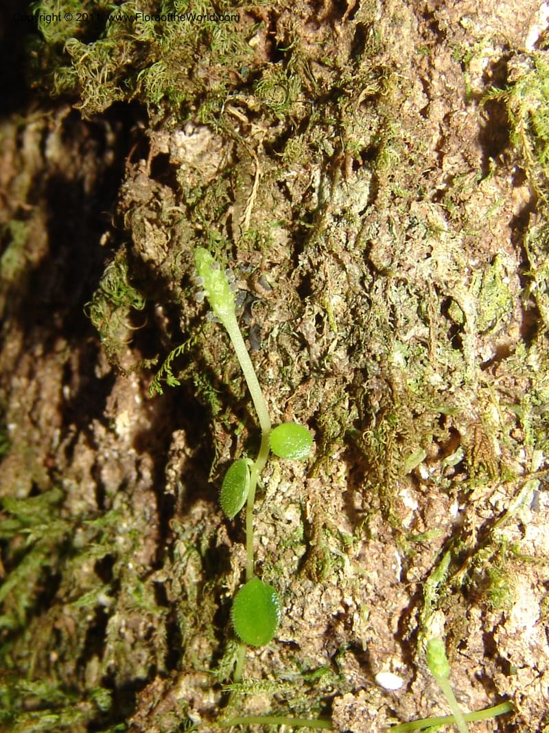 Peperomia, ROR1598--Madag. Parc Nat. Montagne d'Ambre. 11 Nov 06. 349.jpg