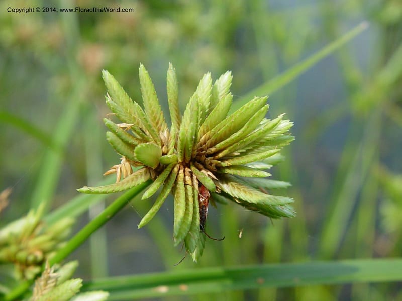 Cyperus--Japan. Toyota. Foresta Hills. CD16 Jul 03. 008 (1).jpg