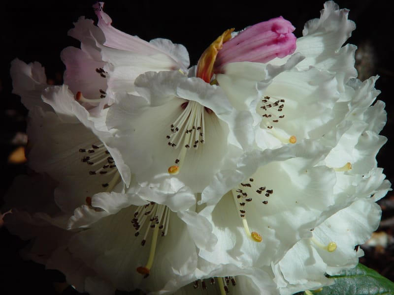 Rhododendron protistum. 78.0469--CA. UC Berkeley Bot. Gard. 10 Feb 03. 026.jpg