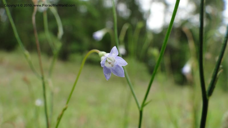 Wahlenbergia marginata, Mori 27450--North Carolina. Moore Co. Lake Bay Rd. 25 May 2010. 207 (43).jpg