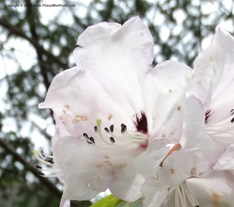 Rhododendron, Boufford, D 43643--China. Sichuan. XiaYingShan to XiangZhai. 10 May 2014. DSC05109 (163).JPG