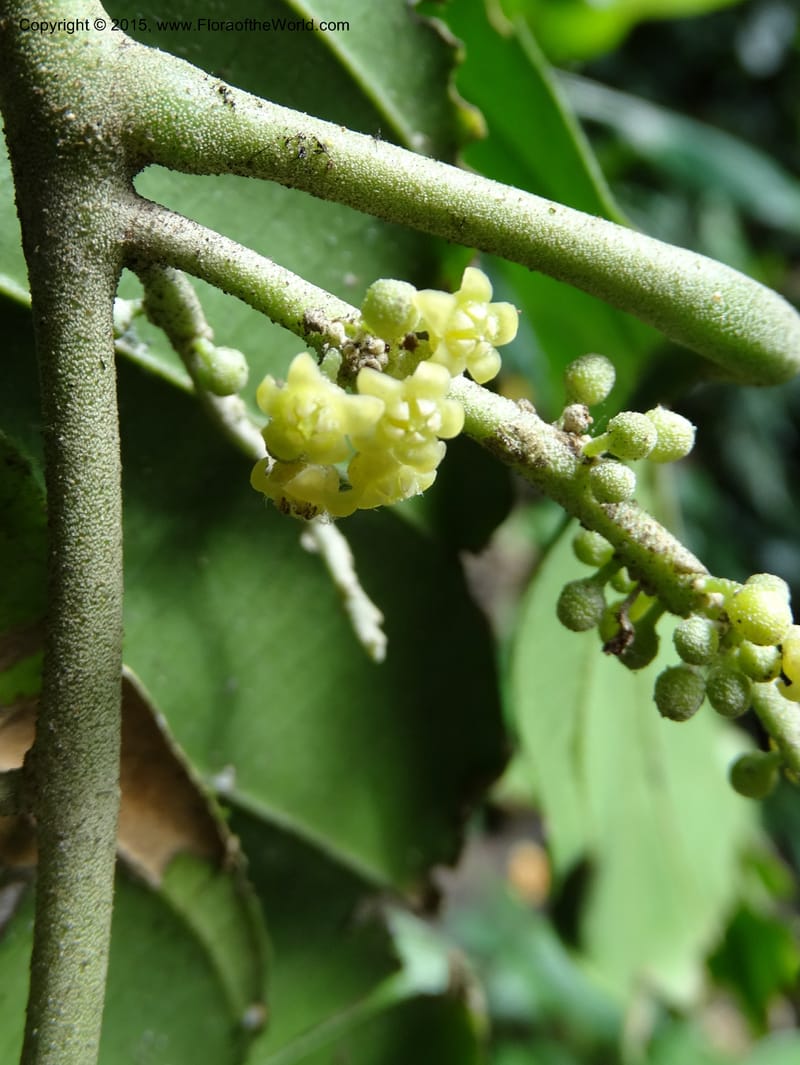 Octoknema, Davidson, C 12386--Cameroon. Bakengili Trail, Mt. Cameroon. 24 Mar 2014. DSC03587 (246).JPG