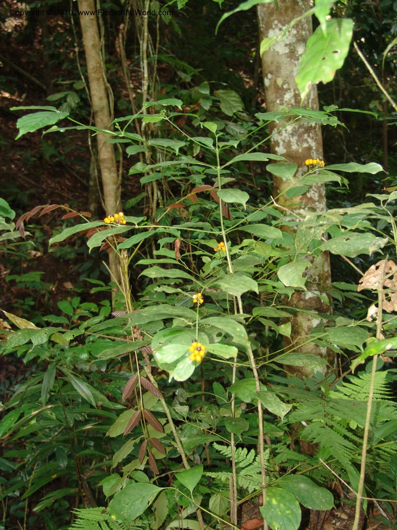 Tarenna pallidula, MLeal1161--Gabon. Prov. Ogooue-Ivindo. Res. Lope. Fougere Brulee. 19 Apr 06. 113.jpg