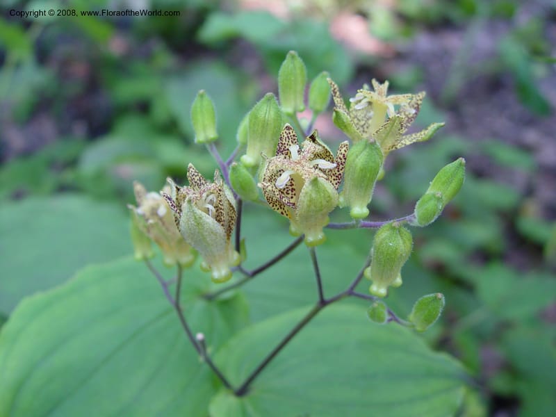 Tricyrtis--PA. Wayne. Chanticleer.  24 Jun 03. 061.jpg