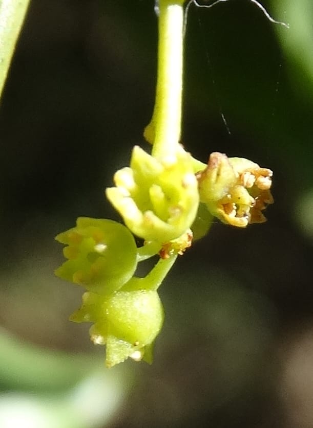 Ventilago, Bruy, D 114--New Caledonia. Tina. 10 Nov 2015. DSC00610 (133).JPG