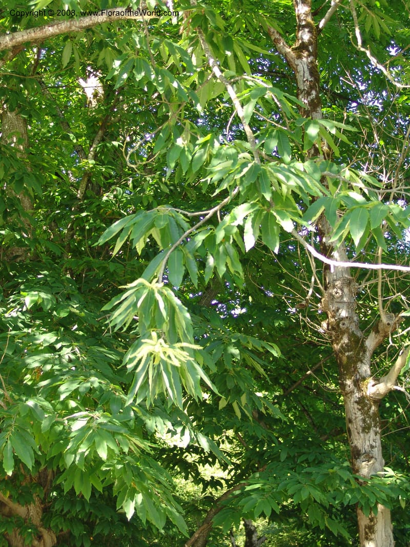 Foliage and catkins hanging from branches in a tree canopy