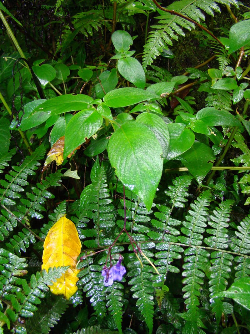 Streptocarpus buchananii, RGereau7015--Tanz. Mbeya Rural Distr. Ngozi Crater. 26 Jan 08. 130.jpg